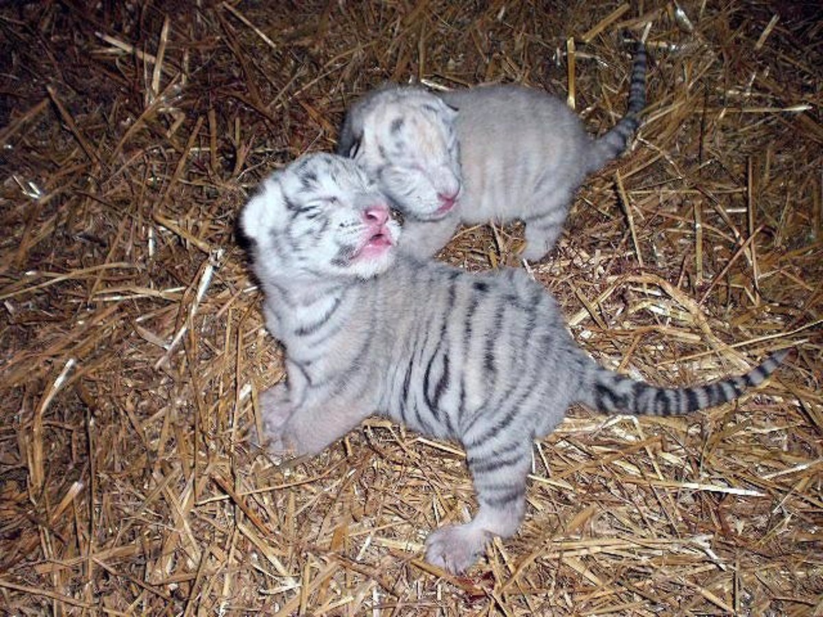 Nacen Dos Crias De Tigre Blanco En El Zoo De Guillena Sevilla