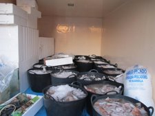 Pescado Sin Documentación Intervenido En Marbella