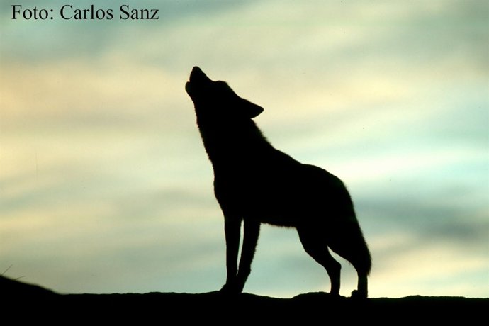 Lobo Ibérico Aullando Al Atardecer