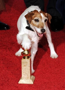 Uggie El Perro De The Artist Con El Globo De Oro