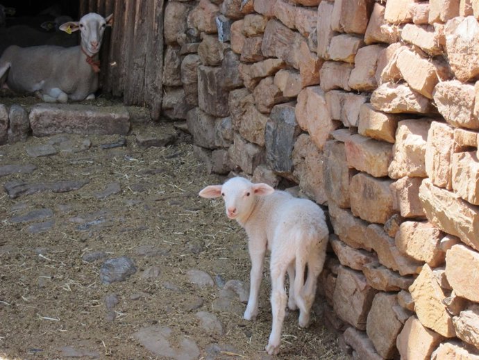 Cordero, Ganado Ovino