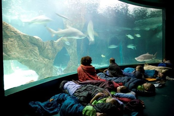 Actividades Nocturnas En El Zoo De Madrid