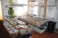Detenido un clan familiar que tenía una fábrica de cultivo de marihuana en una finca de Palma