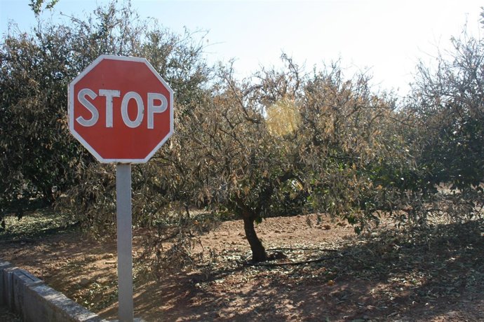 Las Heladas Perjudican Al Campo De Al Ribera