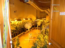 NOTA DE PRENSA PLANTACIÓN MARIHUANA