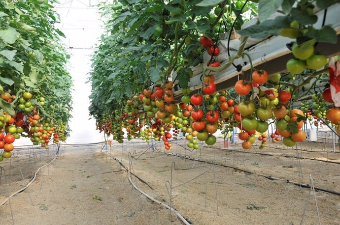 Cultivo de tomate 