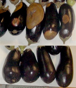 Berenjenas, Sin Y Con Tratamiento Ultravioleta