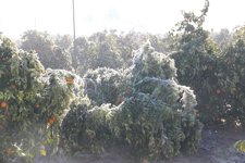 Naranjos Tras Una Helada.