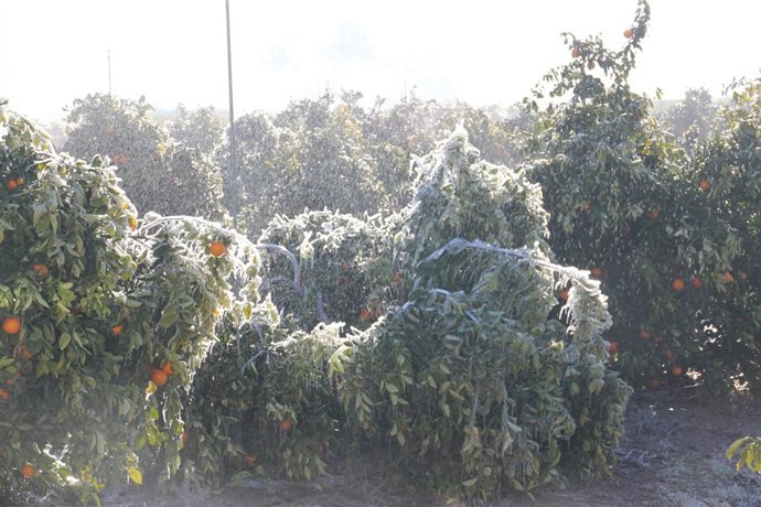Naranjos Tras Una Helada.
