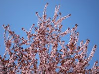 Comienza en Galicia una primavera que se prevé cálida y "ligeramente más seca" que lo habitual