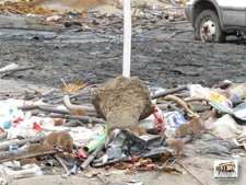 Toneladas De Basura En El Gallinero
