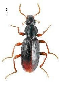 Podaena Mariae, Nueva Especie Descrita