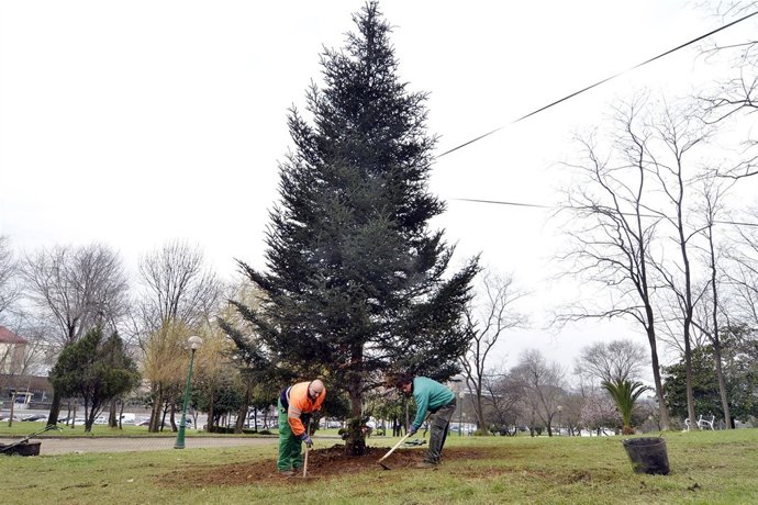 Plantación En El Parque Doctor Morales