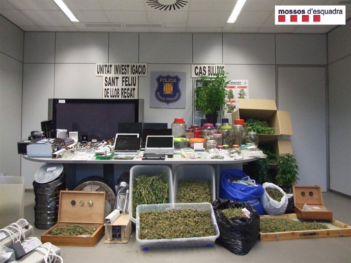 Material Intervenido En Pallejà A Los Detenidos Por Cultivar Marihuana