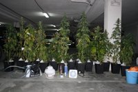 Detenido un joven en Coria tras descubrirse un invernadero de marihuana en un trastero de su propiedad