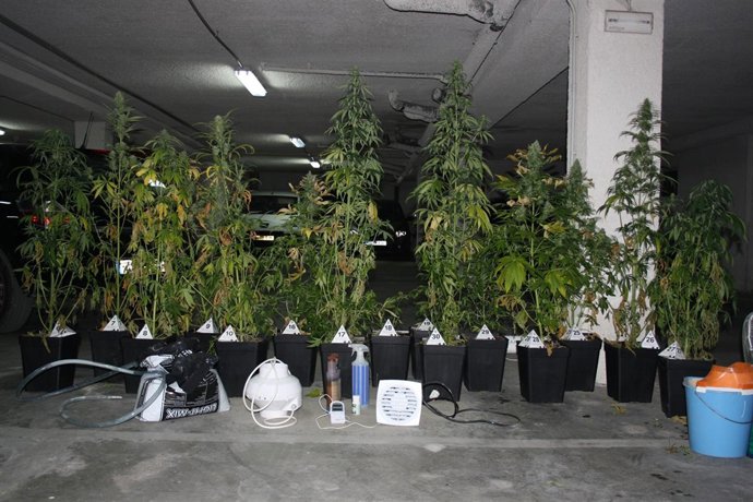 Detenido En Coria (Sevilla) Con Un Invernadero De Marihuana En Su Trastero