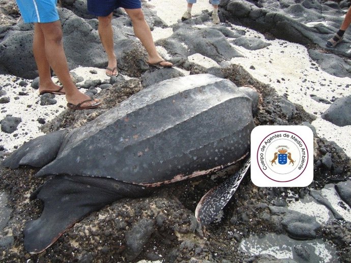 Tortuga Laud Hallada En Fuerteventura