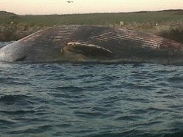 Ballena Varada En Menorca