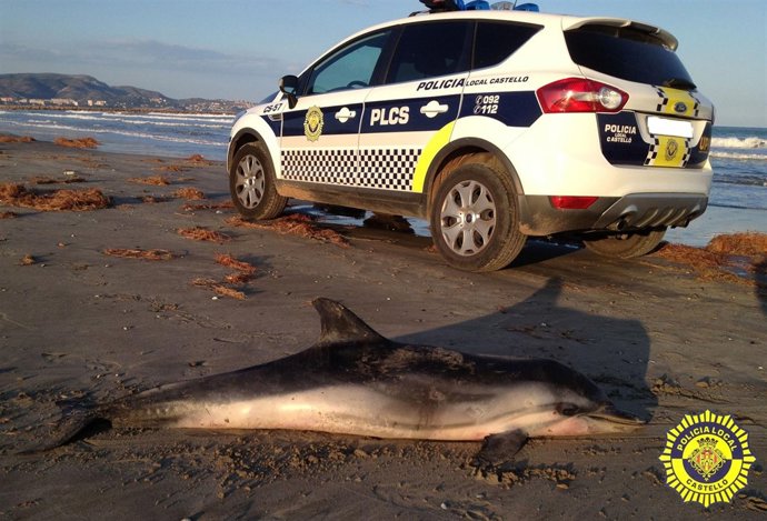 Delfín Hallado Muerto En La Playa Del Serradal De Castellón