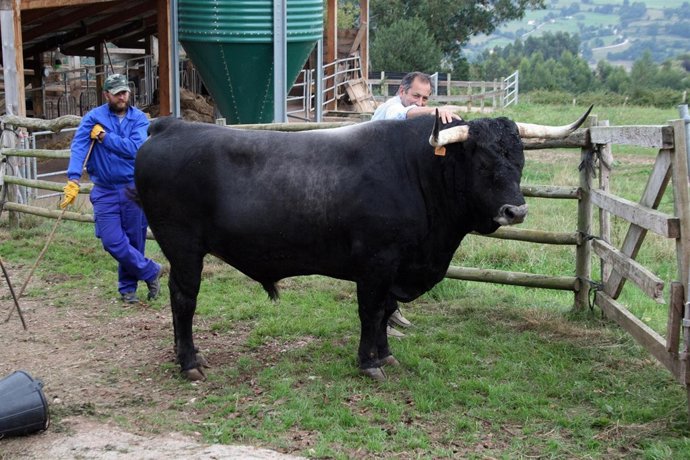 toro raza Tudanca