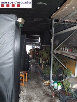 Plantación De Marihuana Quemada En Un Piso De Sabadell 