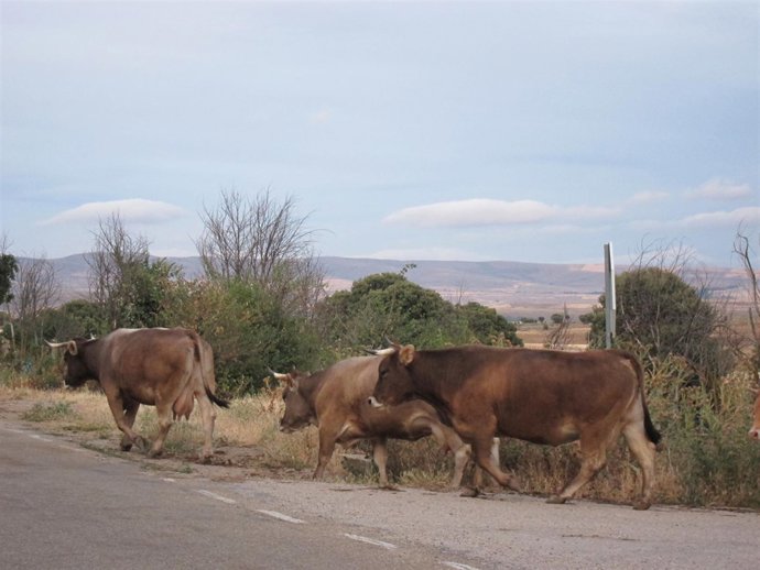 Vacas, Ganado