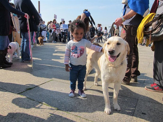Protesta Contra El Maltrato Animal En Santander 