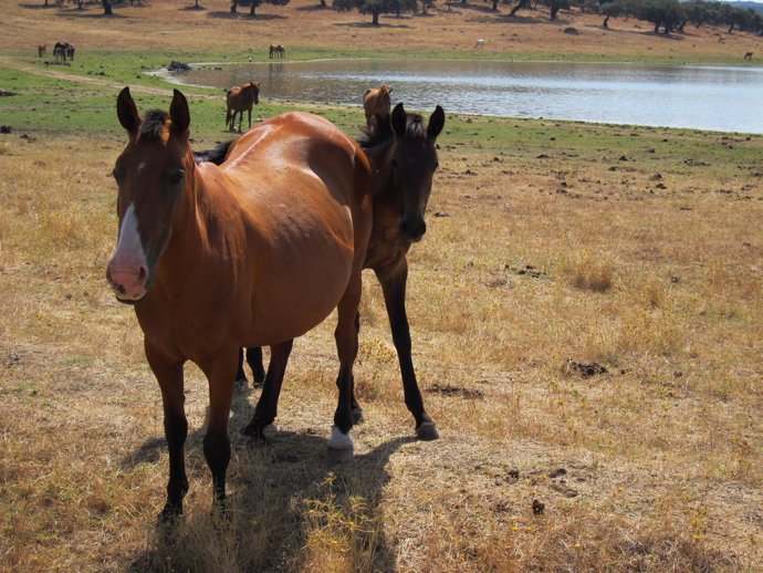 Caballo, Potro, Equino