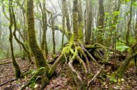 La FAO alerta de que los bosques naturales de teca están disminuyendo