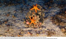 Imagen De Oceana De Las Montañas Submarinas De Baleares.