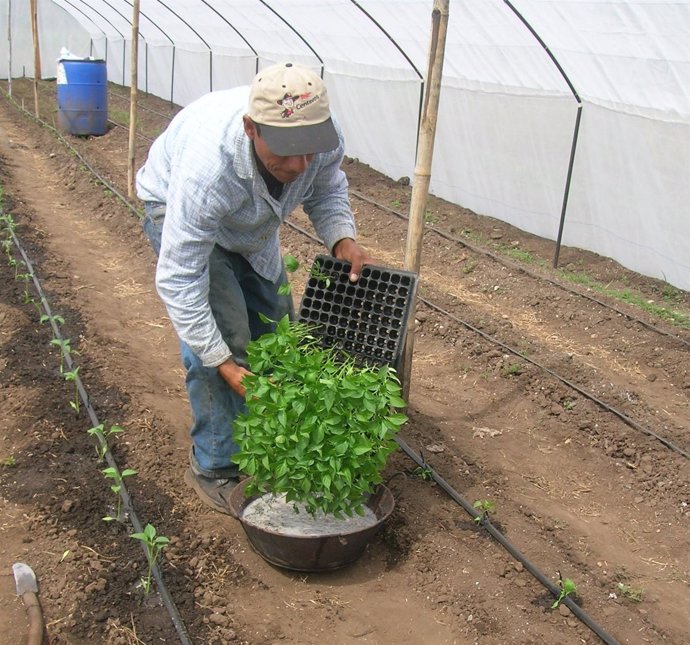 Agricultor Centroamérica Proyecto Fundación Codespa 
