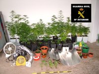 Desmantelan un laboratorio para el cultivo de marihuana y detienen a dos personas