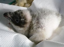 Primer Pollo De Quebrantahuesos De La Temporada 2012