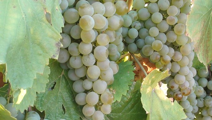 Viñedo-uvas