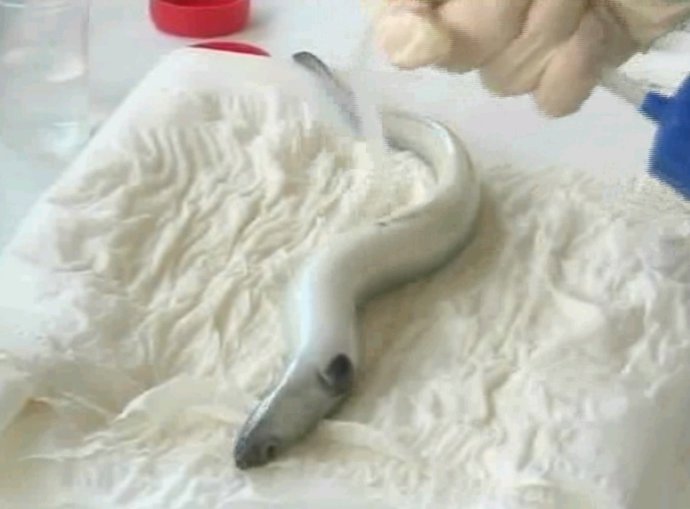 Expertos Presentan Nuevos Avances Para Reproducción En Cautividad De La Anguila