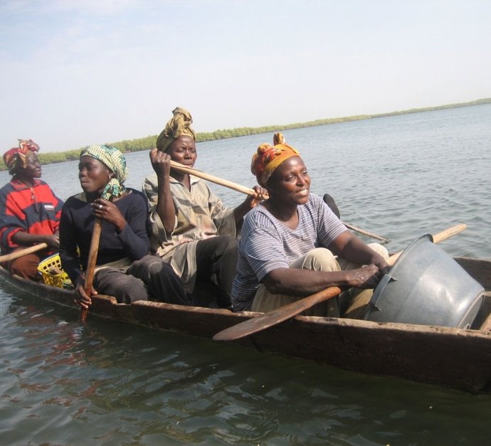 Mujeres Africanas Recolectoras De Ostras En La Costa De Gambia