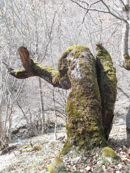 Paseo Guiado En Cebollera