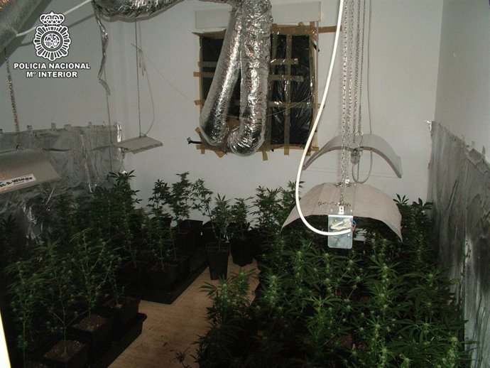 Foto Plantación Marihuana