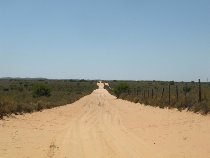 Faja cortafuegos en el Parque Natural de Doñana