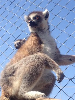 Cría De Lémur De Cola Anillada 