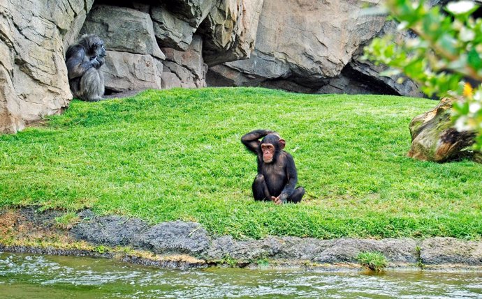 El Chimpancé Kimbo