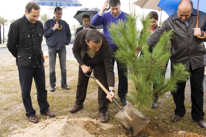 Caraballo Durante La Plantación