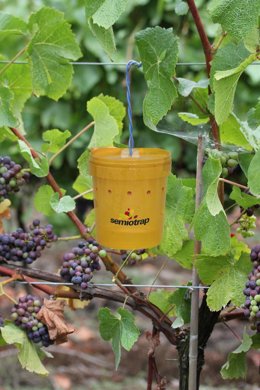 Trampa De Semiotrap Para La Mosca Del Vinagre.