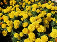 La incidencia de la alergia será algo más baja que en los dos años anteriores aunque dependerá del clima, según Sanidad