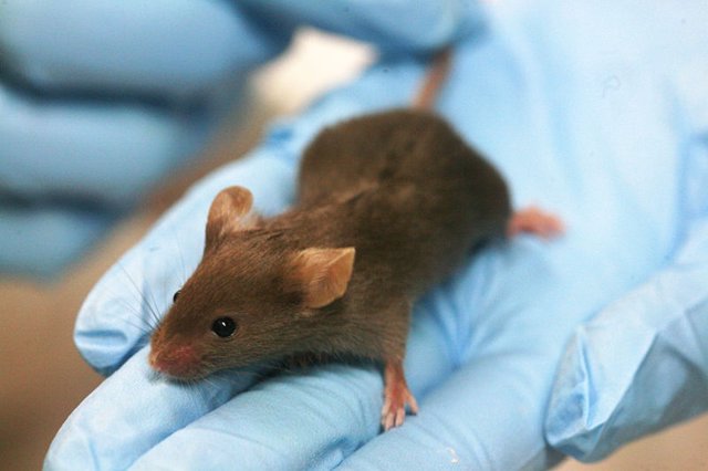 Crean ratones modificados genéticamente para visualizar 'in vivo ...