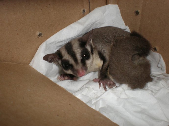 Ardilla Petauro Australiana Hallada En Vigo         