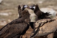 El Gobierno de La Rioja convoca las ayudas para compensar los daños por ataques de buitres