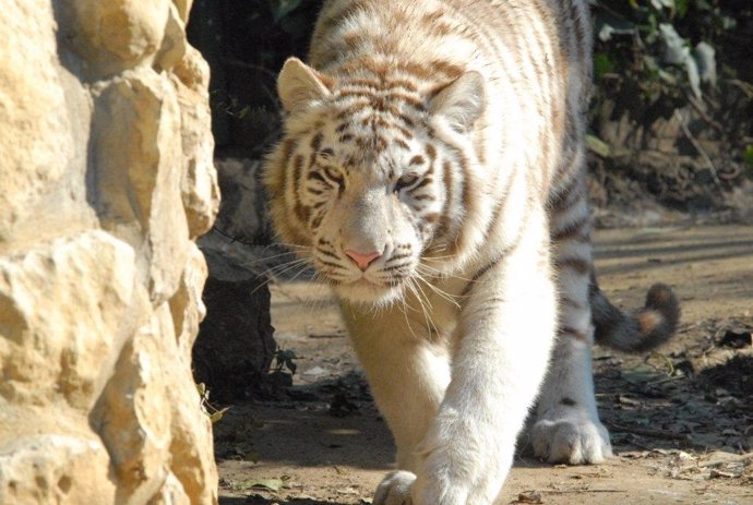 Tigresa Blanca De Asia En El Zoo De Santillana Del Mar 