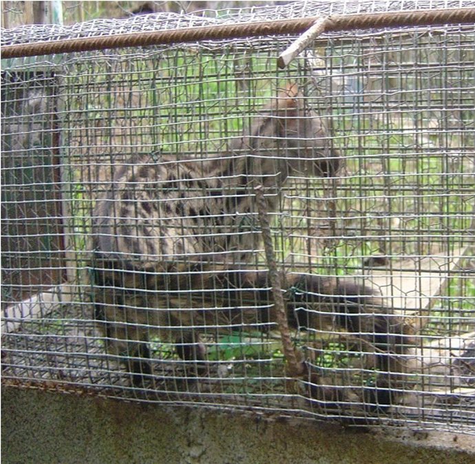Ejemplar De Jineta Capturado En Vigo.