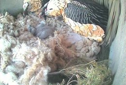 Padres Artificiales Con Pollo De Quebrantahuesos